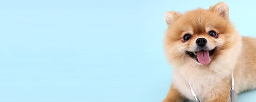 Consulta veterinaria especializada en el comportamiento animal